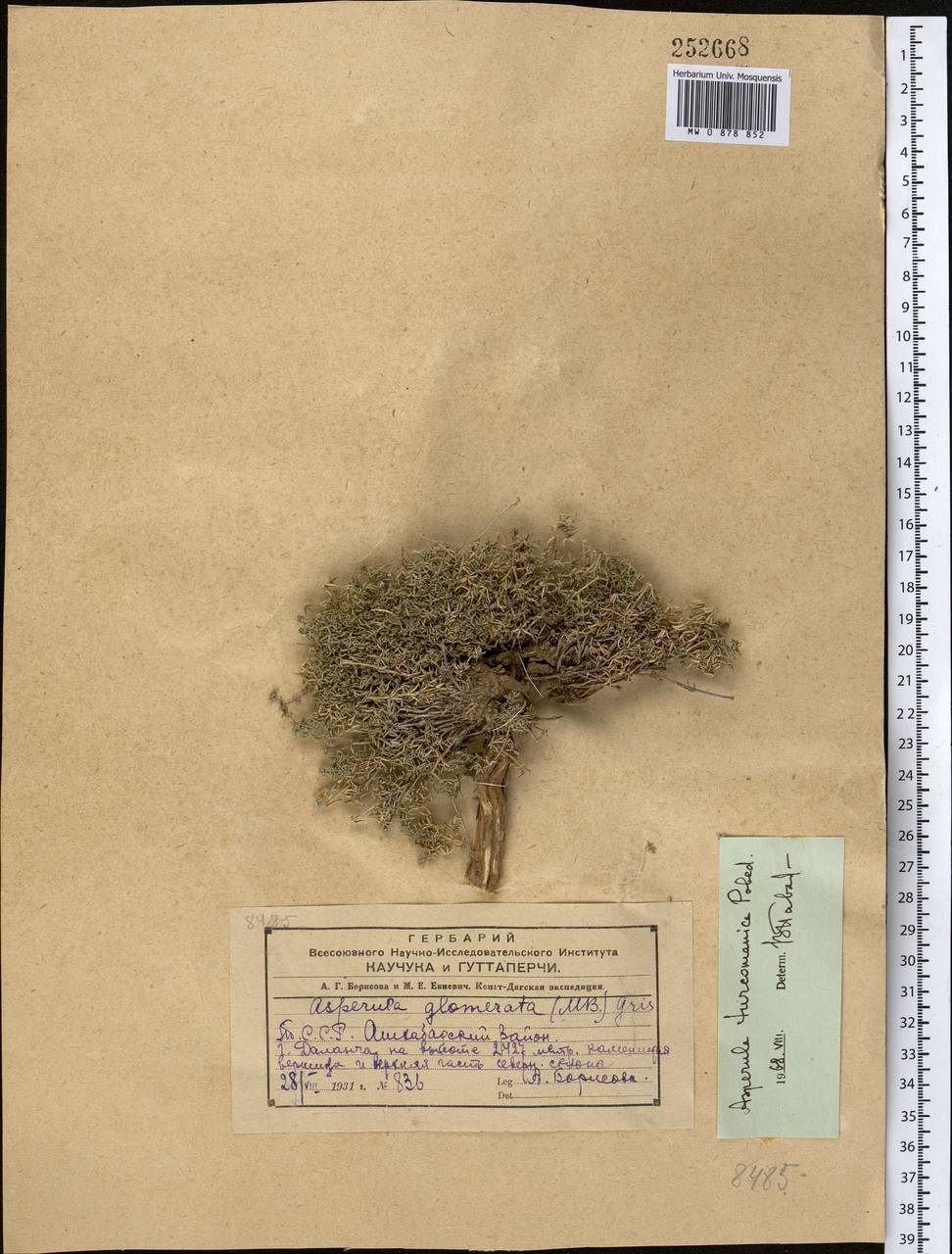 Ясменник туркменский (Pobed.) Ehrend. & Schönb.-Tem., Средняя Азия и Казахстан, Копетдаг, Бадхыз, Малый и Большой Балхан (M1) (Туркмения)