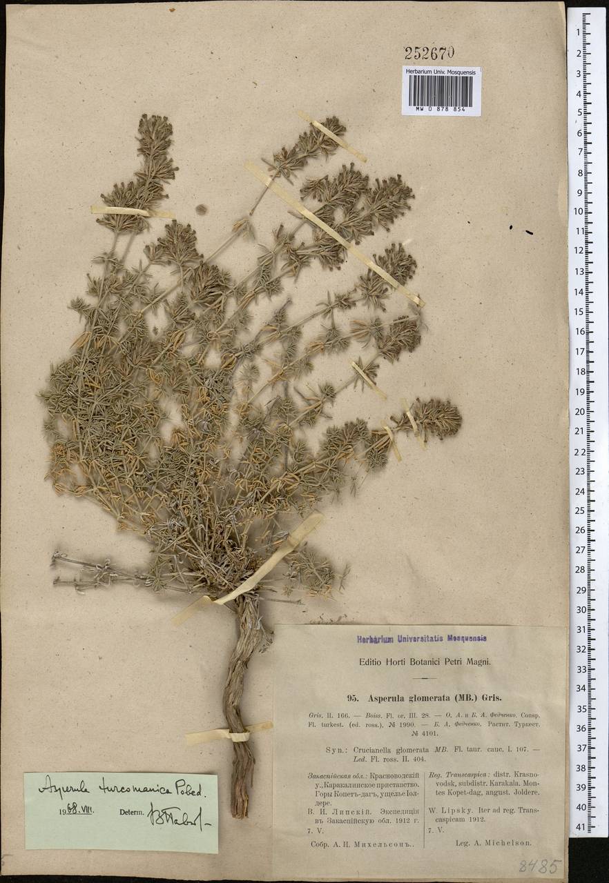 Ясменник туркменский (Pobed.) Ehrend. & Schönb.-Tem., Средняя Азия и Казахстан, Копетдаг, Бадхыз, Малый и Большой Балхан (M1) (Туркмения)