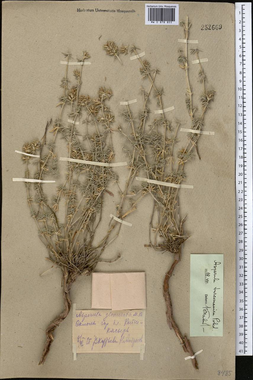 Ясменник туркменский (Pobed.) Ehrend. & Schönb.-Tem., Средняя Азия и Казахстан, Копетдаг, Бадхыз, Малый и Большой Балхан (M1) (Туркмения)