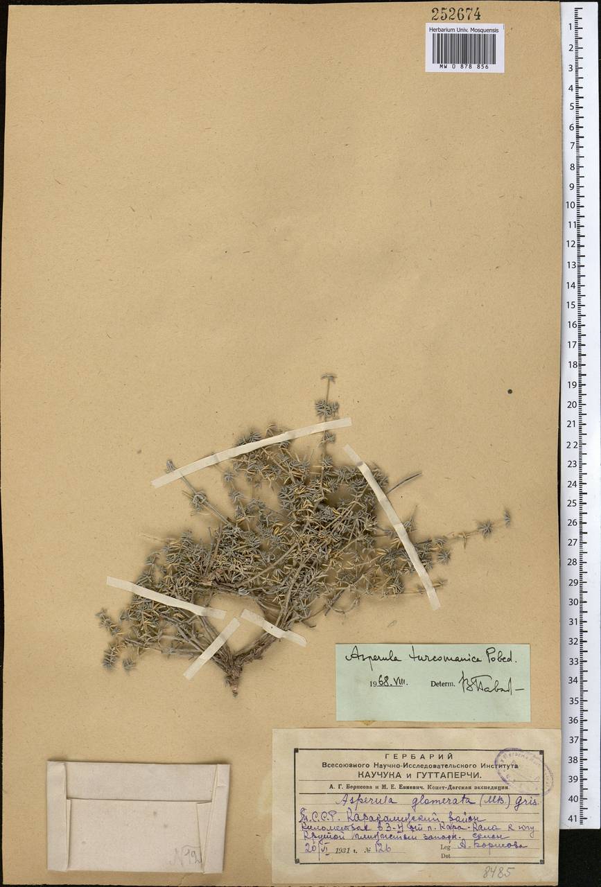 Ясменник туркменский (Pobed.) Ehrend. & Schönb.-Tem., Средняя Азия и Казахстан, Копетдаг, Бадхыз, Малый и Большой Балхан (M1) (Туркмения)