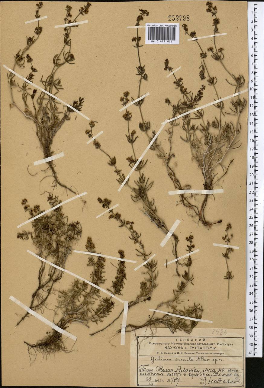 Подмаренник саурский Litv., Средняя Азия и Казахстан, Западный Тянь-Шань и Каратау (M3) (Казахстан)