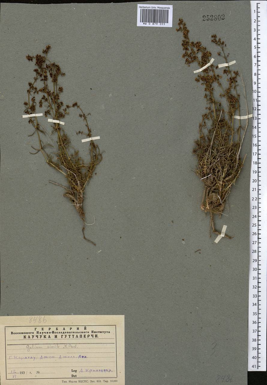 Подмаренник саурский Litv., Средняя Азия и Казахстан, Западный Тянь-Шань и Каратау (M3) (Казахстан)