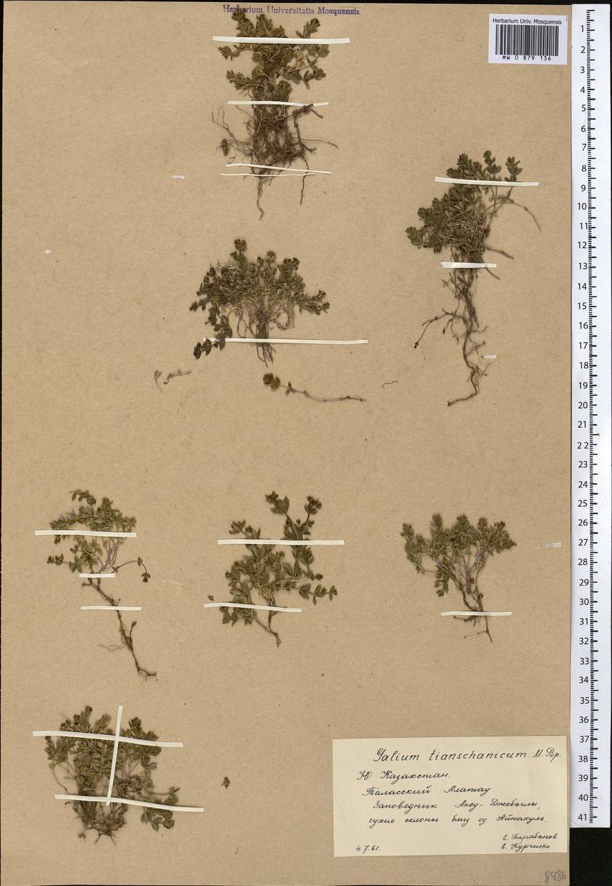 Galium tianschanicum Popov, Средняя Азия и Казахстан, Западный Тянь-Шань и Каратау (M3) (Казахстан)