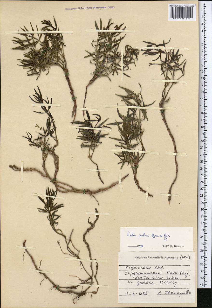 Rubia pavlovii Bajtenov & Myrz., Средняя Азия и Казахстан, Западный Тянь-Шань и Каратау (M3) (Казахстан)