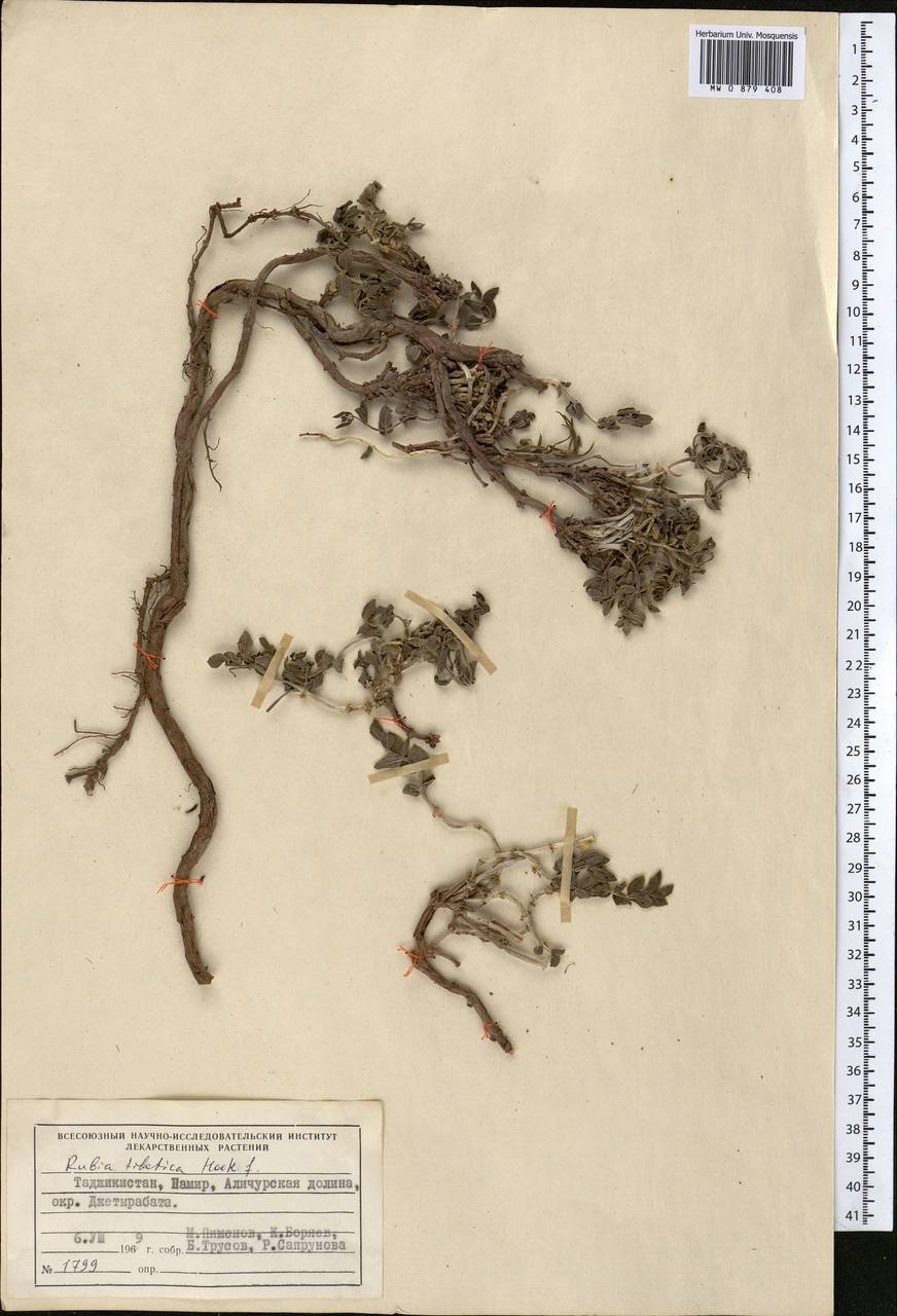 Марена тибетская Hook.f., Средняя Азия и Казахстан, Памир и Памиро-Алай (M2) (Таджикистан)
