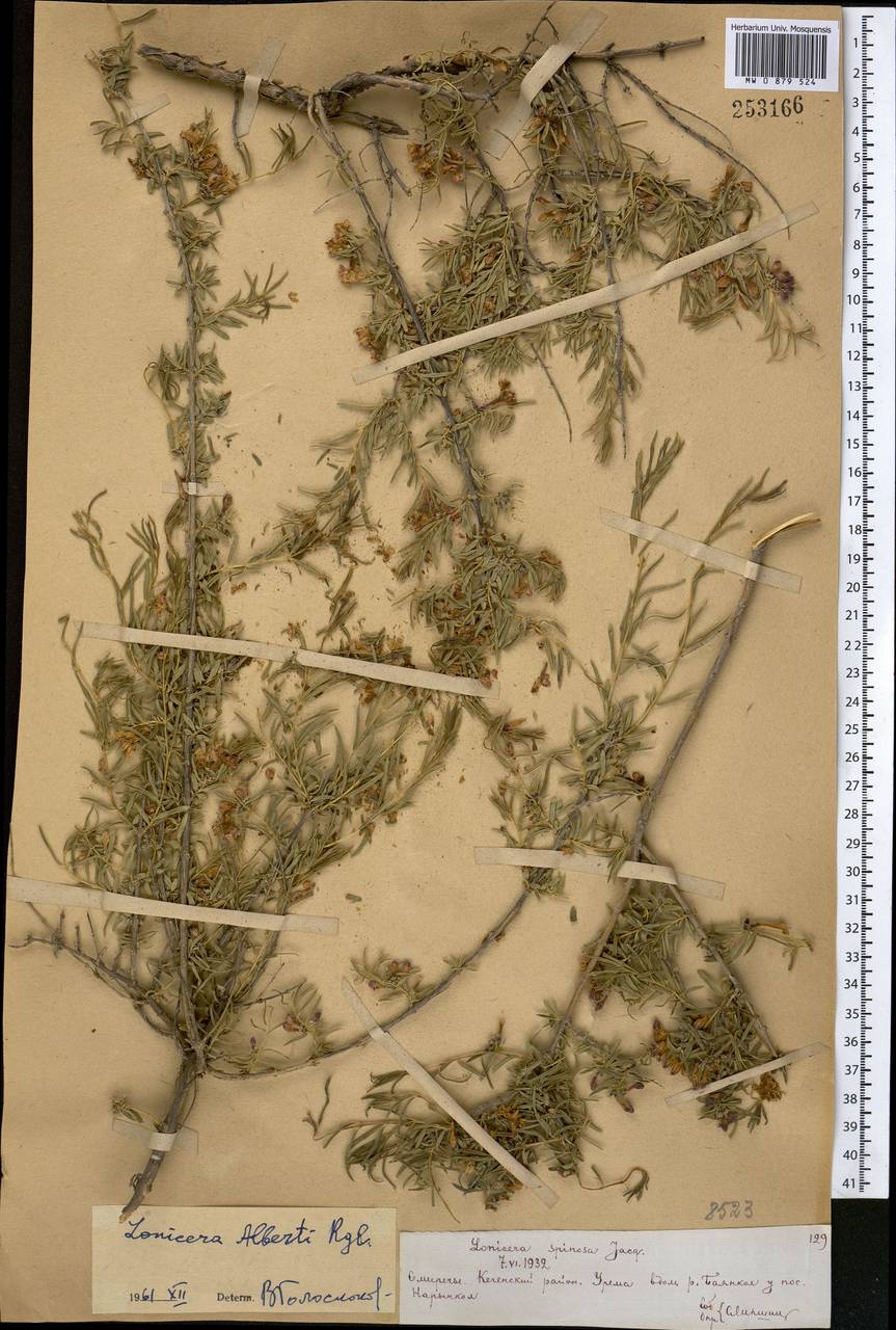 Жимолость Альберта Regel, Средняя Азия и Казахстан, Северный и Центральный Тянь-Шань (M4) (Казахстан)