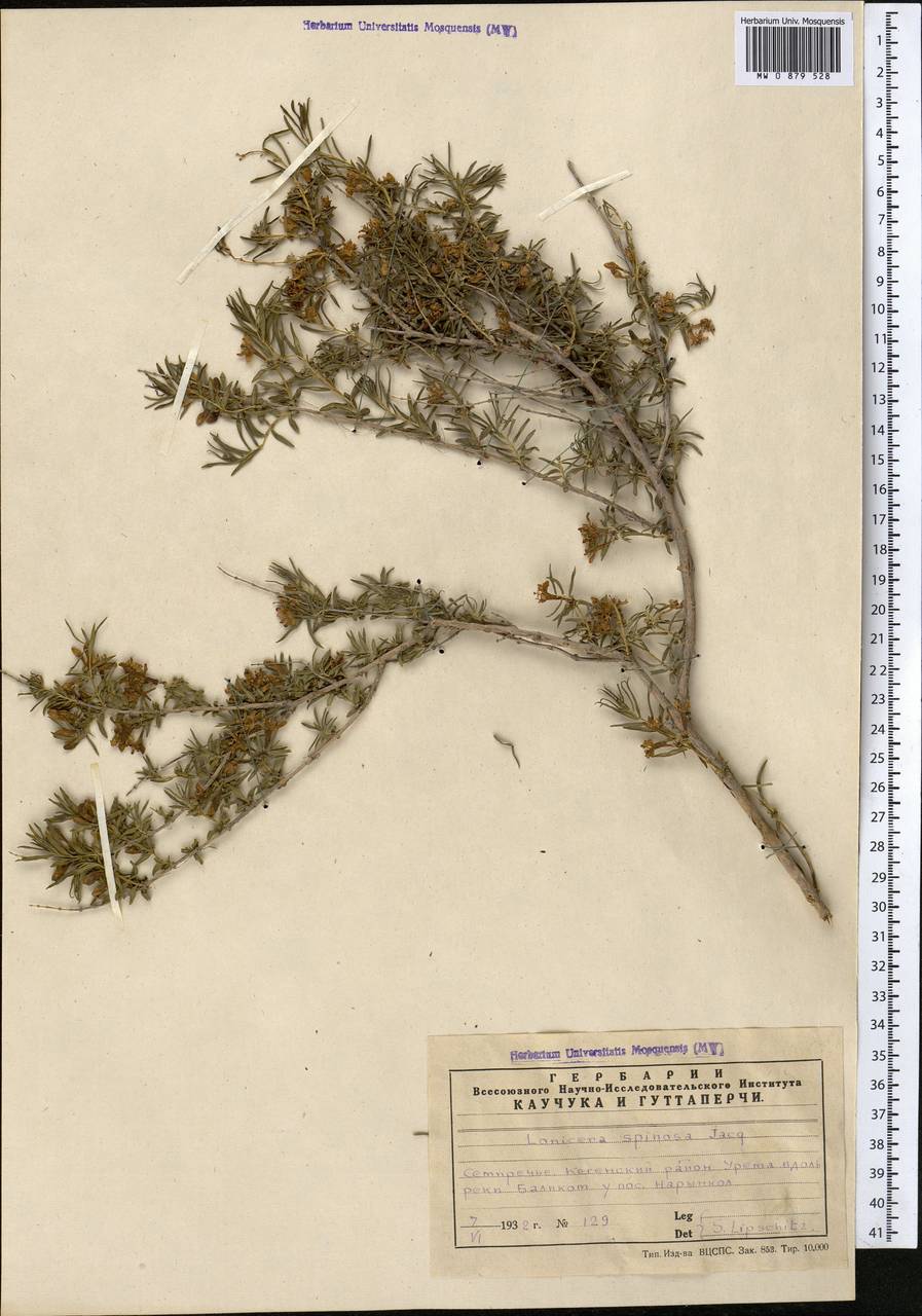 Жимолость Альберта Regel, Средняя Азия и Казахстан, Северный и Центральный Тянь-Шань (M4) (Казахстан)