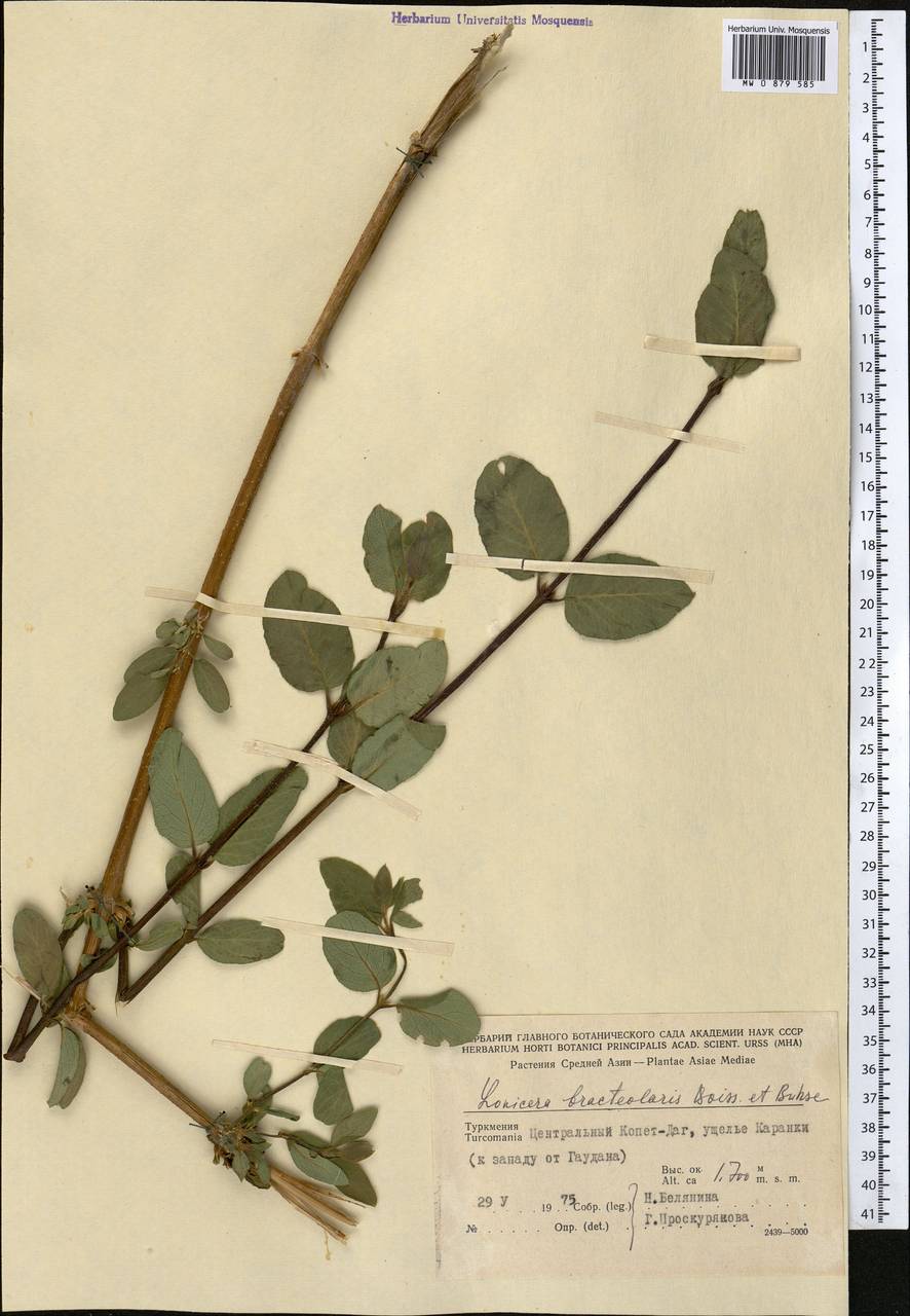 Жимолость прицветничковая Boiss. & Buhse, Средняя Азия и Казахстан, Копетдаг, Бадхыз, Малый и Большой Балхан (M1) (Туркмения)