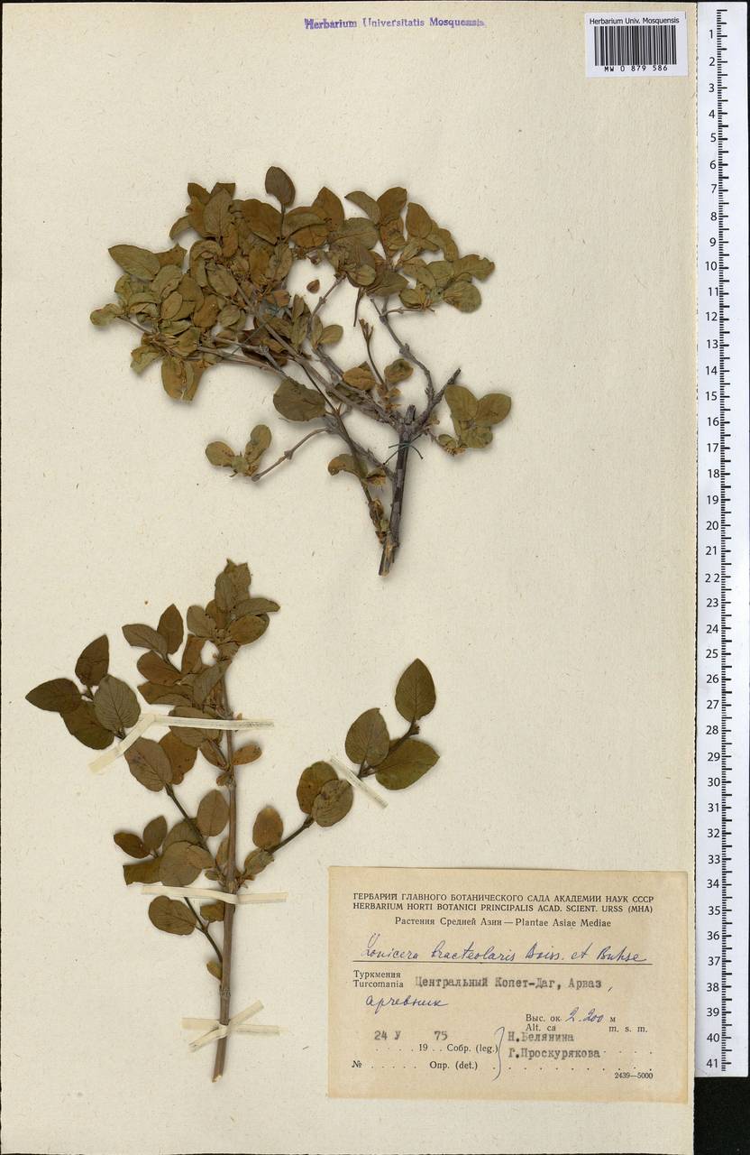 Жимолость прицветничковая Boiss. & Buhse, Средняя Азия и Казахстан, Копетдаг, Бадхыз, Малый и Большой Балхан (M1) (Туркмения)