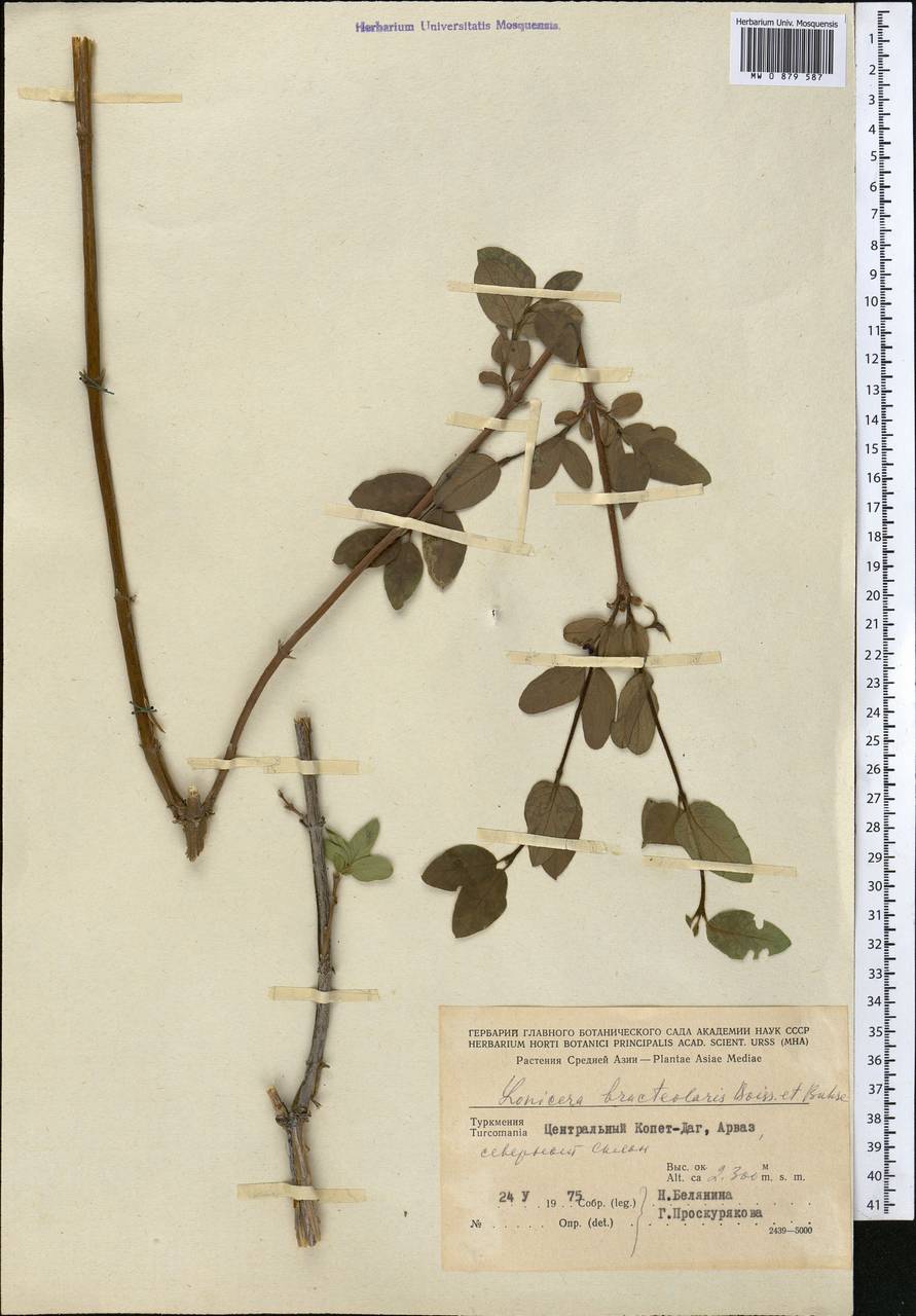 Жимолость прицветничковая Boiss. & Buhse, Средняя Азия и Казахстан, Копетдаг, Бадхыз, Малый и Большой Балхан (M1) (Туркмения)
