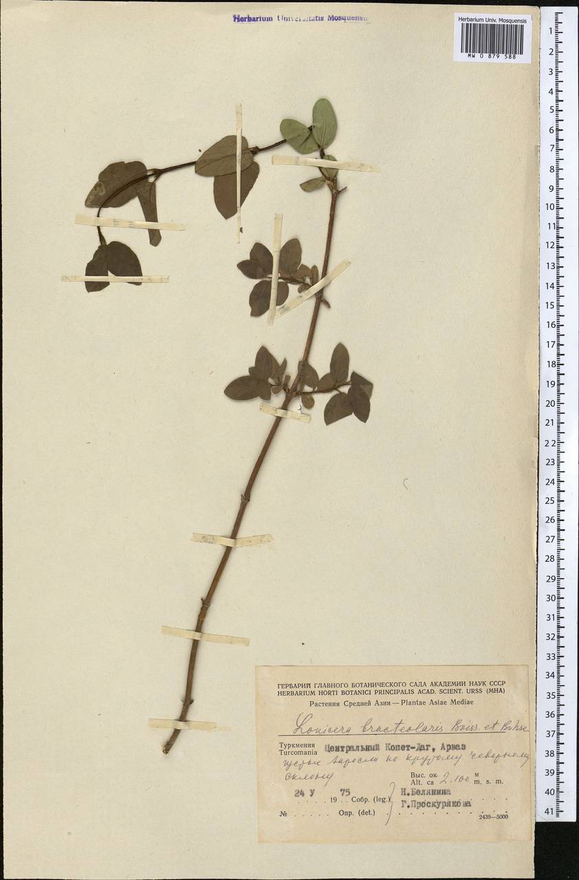 Жимолость прицветничковая Boiss. & Buhse, Средняя Азия и Казахстан, Копетдаг, Бадхыз, Малый и Большой Балхан (M1) (Туркмения)