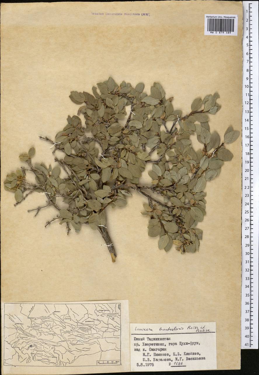 Жимолость прицветничковая Boiss. & Buhse, Средняя Азия и Казахстан, Памир и Памиро-Алай (M2) (Таджикистан)