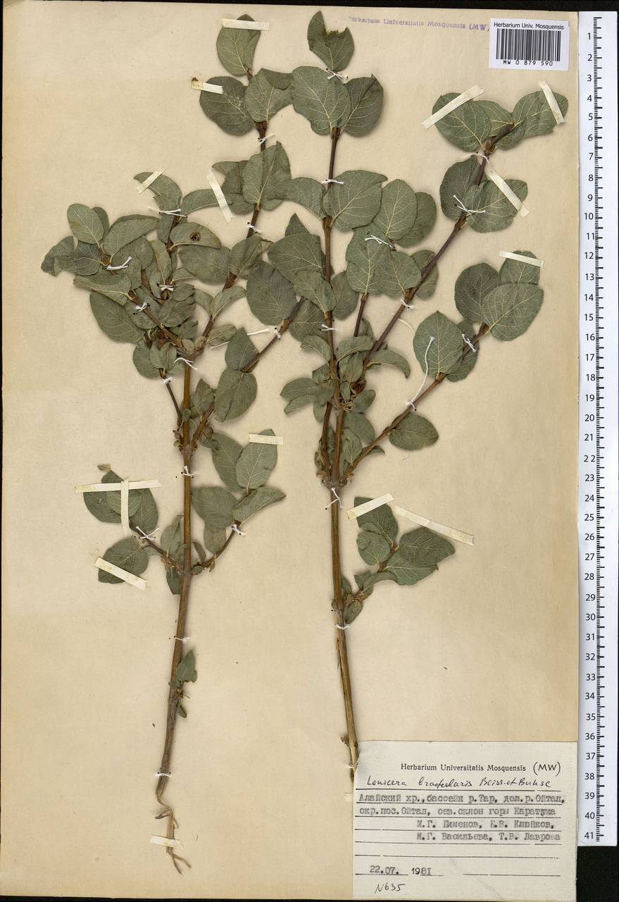 Жимолость прицветничковая Boiss. & Buhse, Средняя Азия и Казахстан, Памир и Памиро-Алай (M2) (Киргизия)