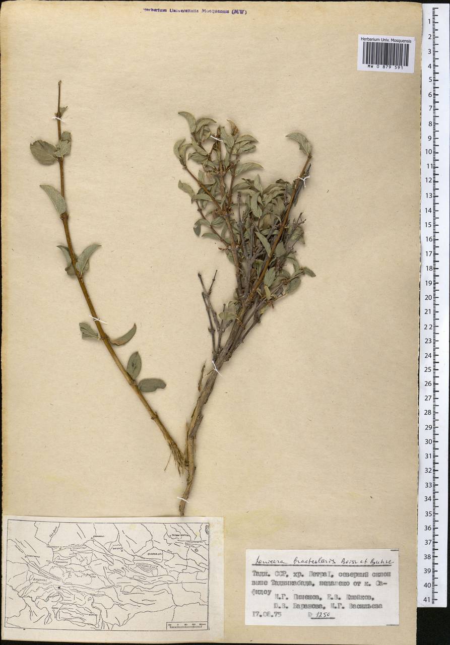 Жимолость прицветничковая Boiss. & Buhse, Средняя Азия и Казахстан, Памир и Памиро-Алай (M2) (Таджикистан)