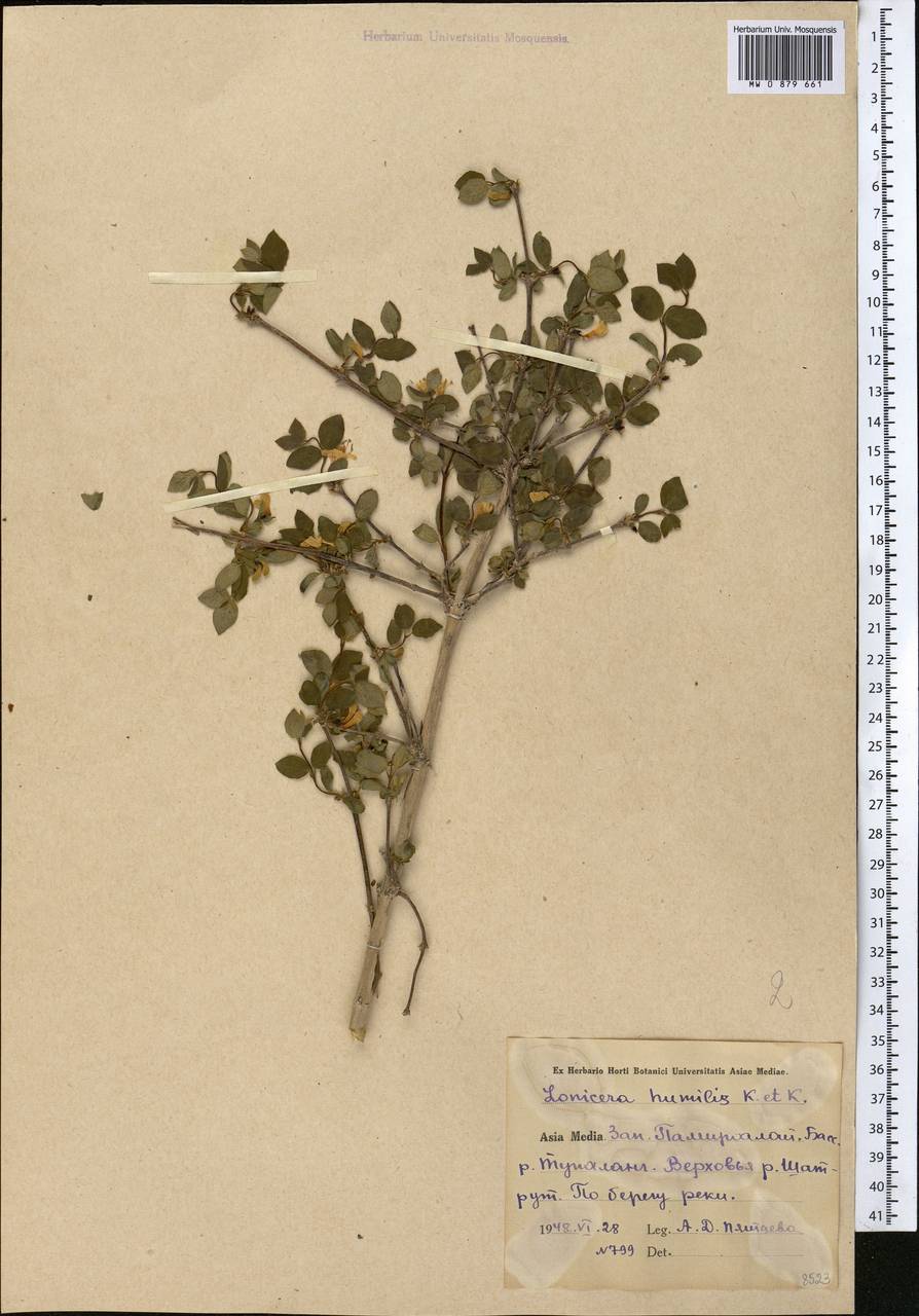 Lonicera humilis Kar. & Kir., Средняя Азия и Казахстан, Памир и Памиро-Алай (M2) (Узбекистан)