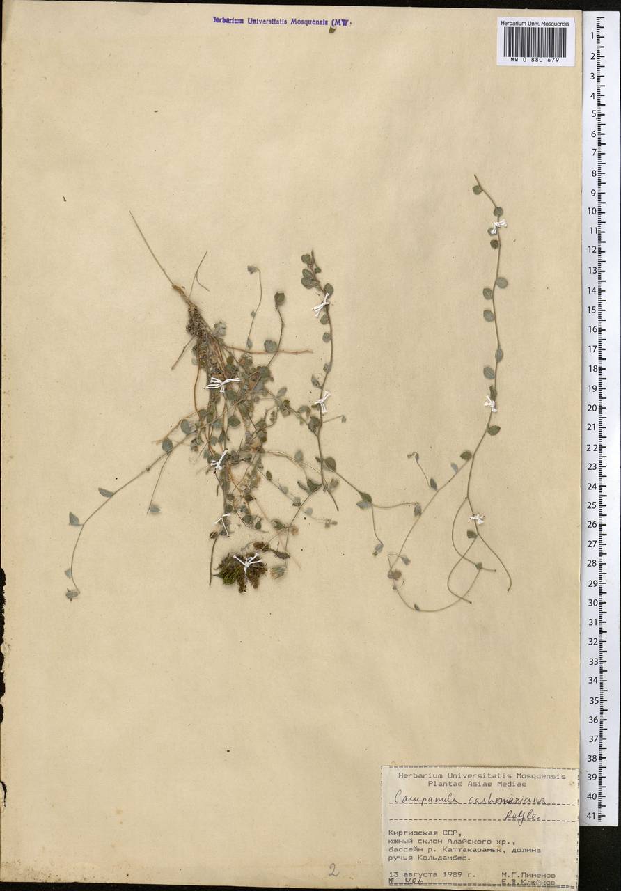 Колокольчик кашмирский Royle, Средняя Азия и Казахстан, Памир и Памиро-Алай (M2) (Киргизия)