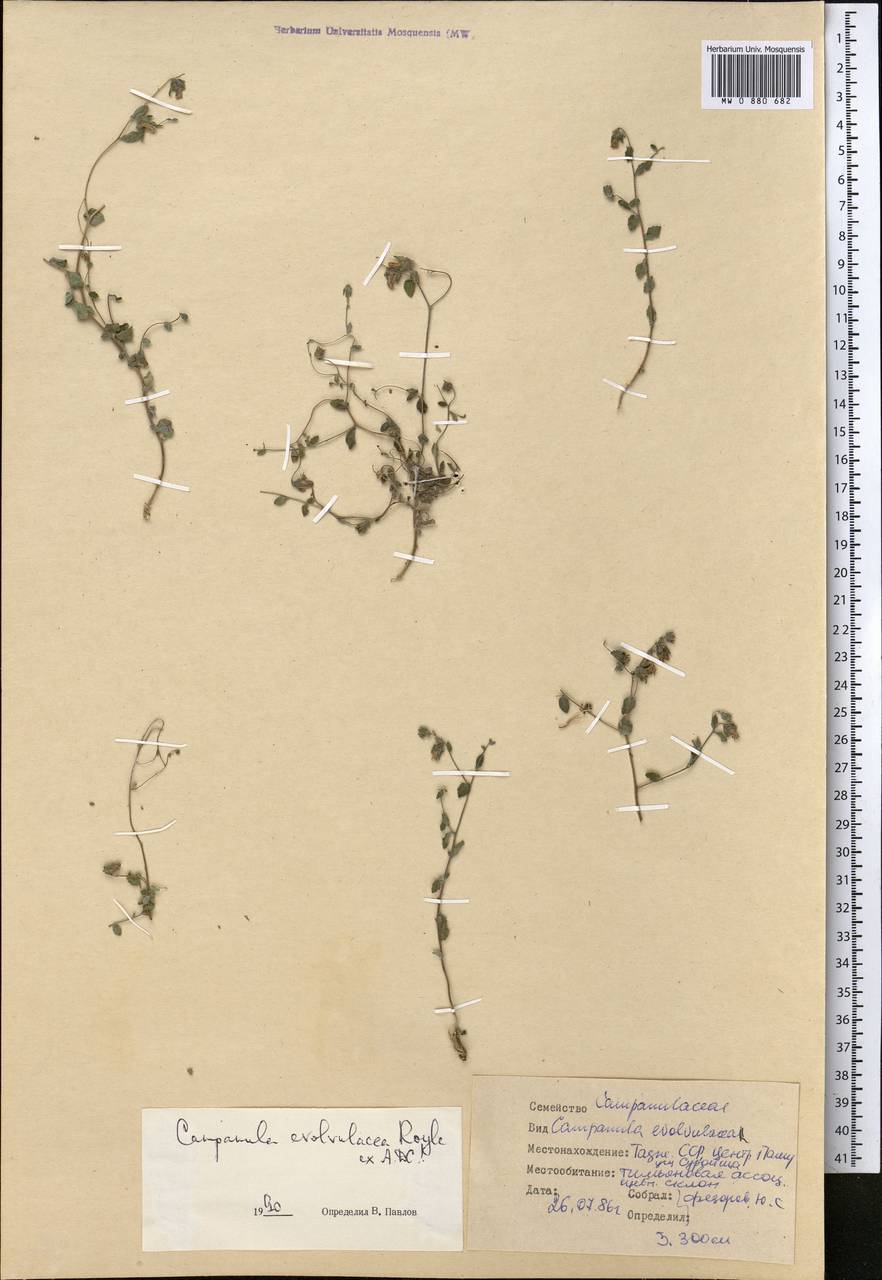 Колокольчик кашмирский Royle, Средняя Азия и Казахстан, Памир и Памиро-Алай (M2) (Таджикистан)