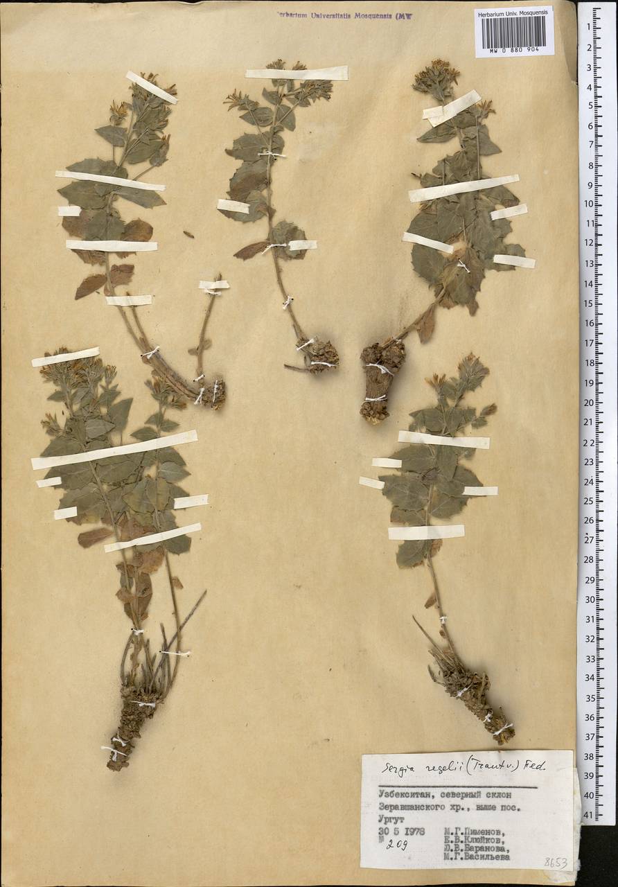 Сергия Регеля (Trautv.) Fed., Средняя Азия и Казахстан, Памир и Памиро-Алай (M2) (Узбекистан)