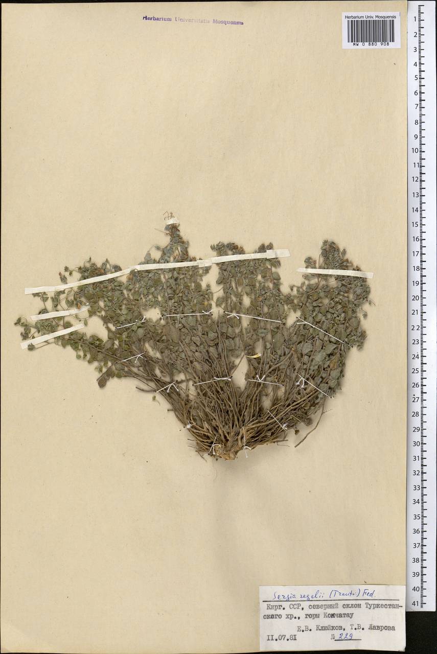 Сергия Регеля (Trautv.) Fed., Средняя Азия и Казахстан, Памир и Памиро-Алай (M2) (Киргизия)