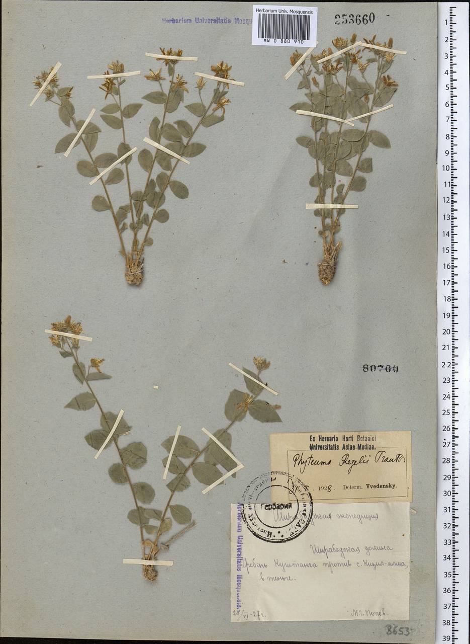 Сергия Регеля (Trautv.) Fed., Средняя Азия и Казахстан, Памир и Памиро-Алай (M2) (Туркмения)