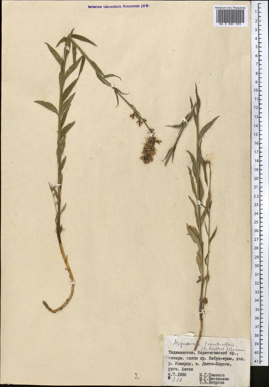 Свободноцветка острозубчатая, Средняя Азия и Казахстан, Памир и Памиро-Алай (M2) (Таджикистан)