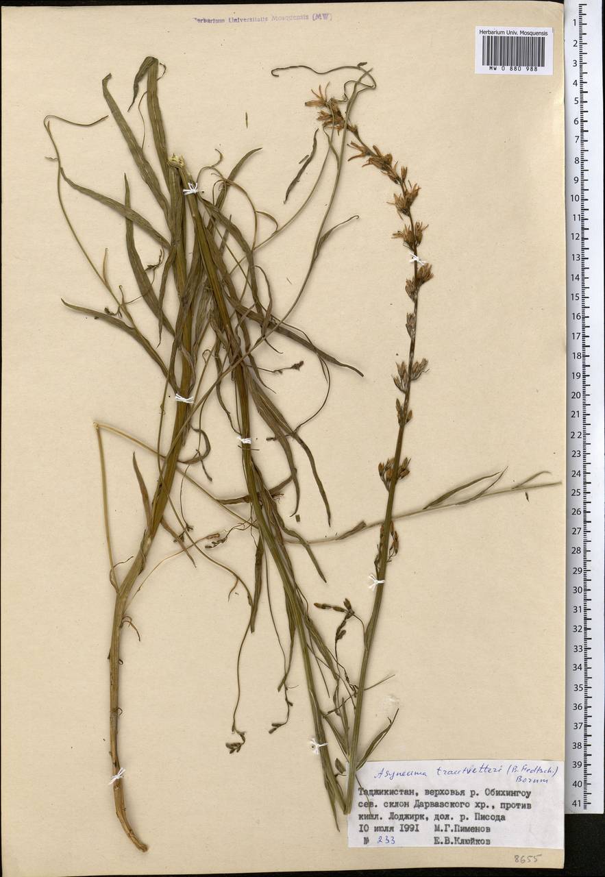 Свободноцветка острозубчатая, Средняя Азия и Казахстан, Памир и Памиро-Алай (M2) (Таджикистан)