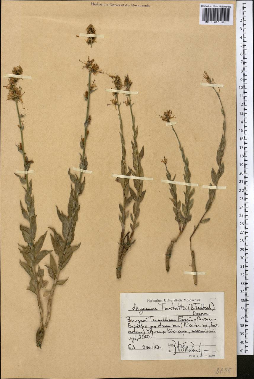 Свободноцветка острозубчатая, Средняя Азия и Казахстан, Западный Тянь-Шань и Каратау (M3) (Киргизия)