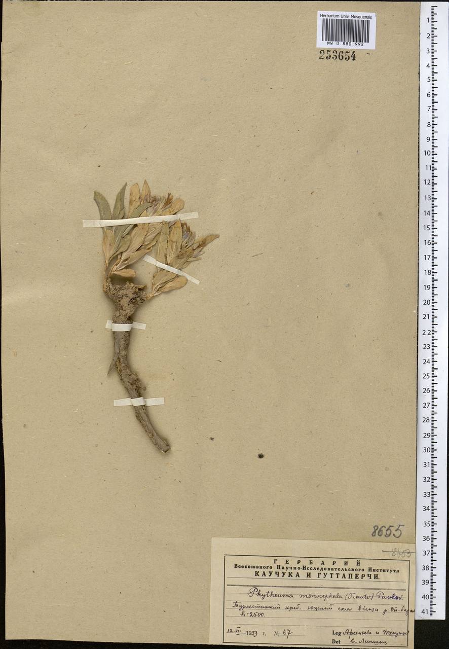 Криптокодон одноглавый (Trautv.) Fed., Средняя Азия и Казахстан, Памир и Памиро-Алай (M2) (Узбекистан)