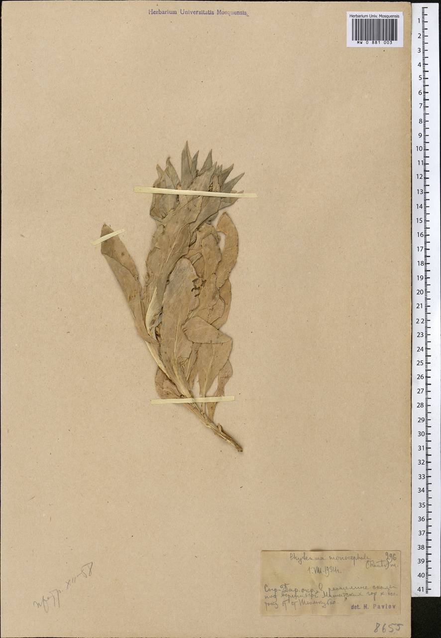 Криптокодон одноглавый (Trautv.) Fed., Средняя Азия и Казахстан, Западный Тянь-Шань и Каратау (M3) (Казахстан)