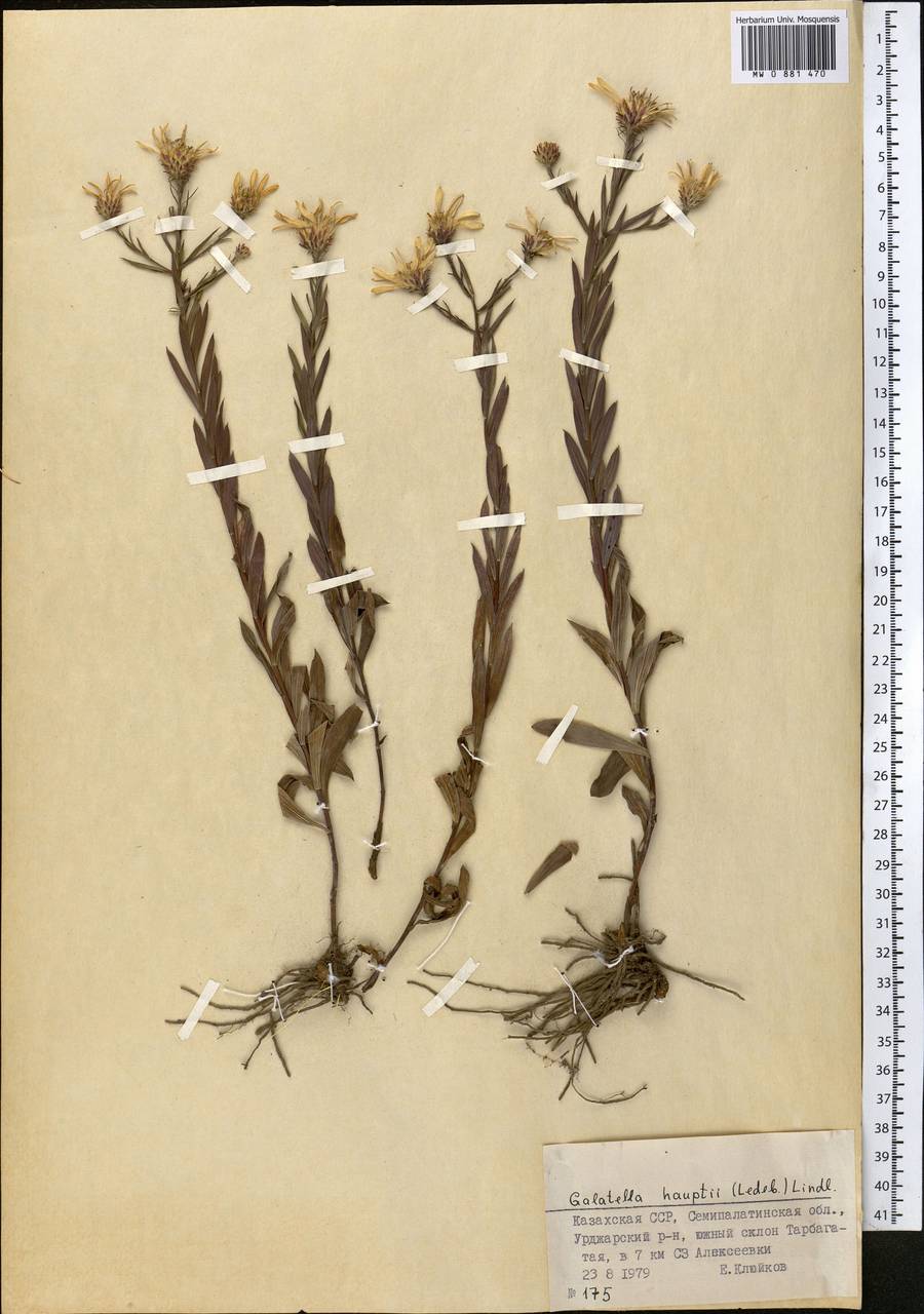 Солонечник Гаупта (Ledeb.) Lindl. ex DC., Средняя Азия и Казахстан, Джунгарский Алатау и Тарбагатай (M5) (Казахстан)