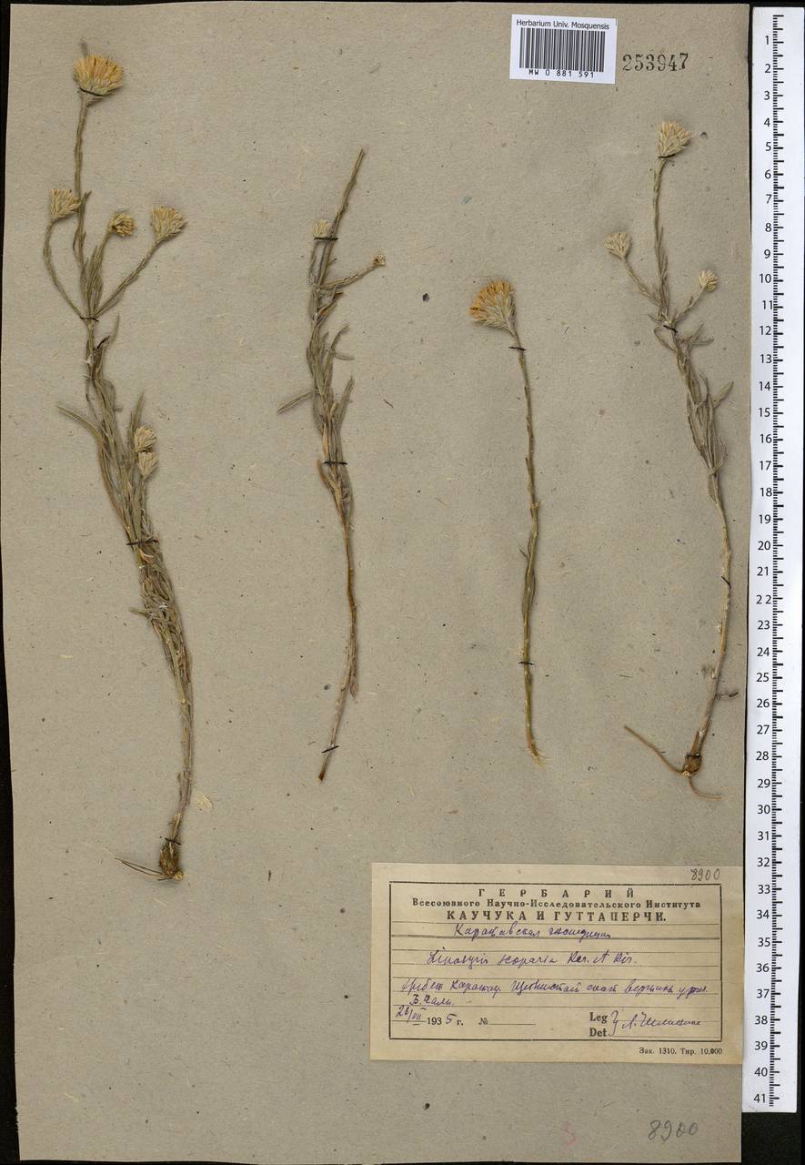 Солонечник метельчатый (Kar. & Kir.) Novopokr., Средняя Азия и Казахстан, Западный Тянь-Шань и Каратау (M3) (Казахстан)