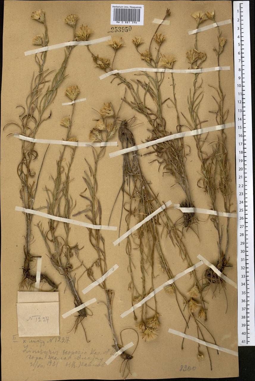 Солонечник метельчатый (Kar. & Kir.) Novopokr., Средняя Азия и Казахстан, Западный Тянь-Шань и Каратау (M3) (Казахстан)