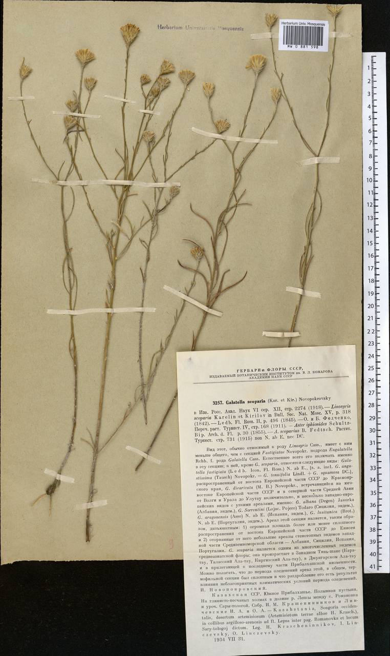 Солонечник метельчатый (Kar. & Kir.) Novopokr., Средняя Азия и Казахстан, Муюнкумы, Прибалхашье и Бетпак-Дала (M9) (Казахстан)