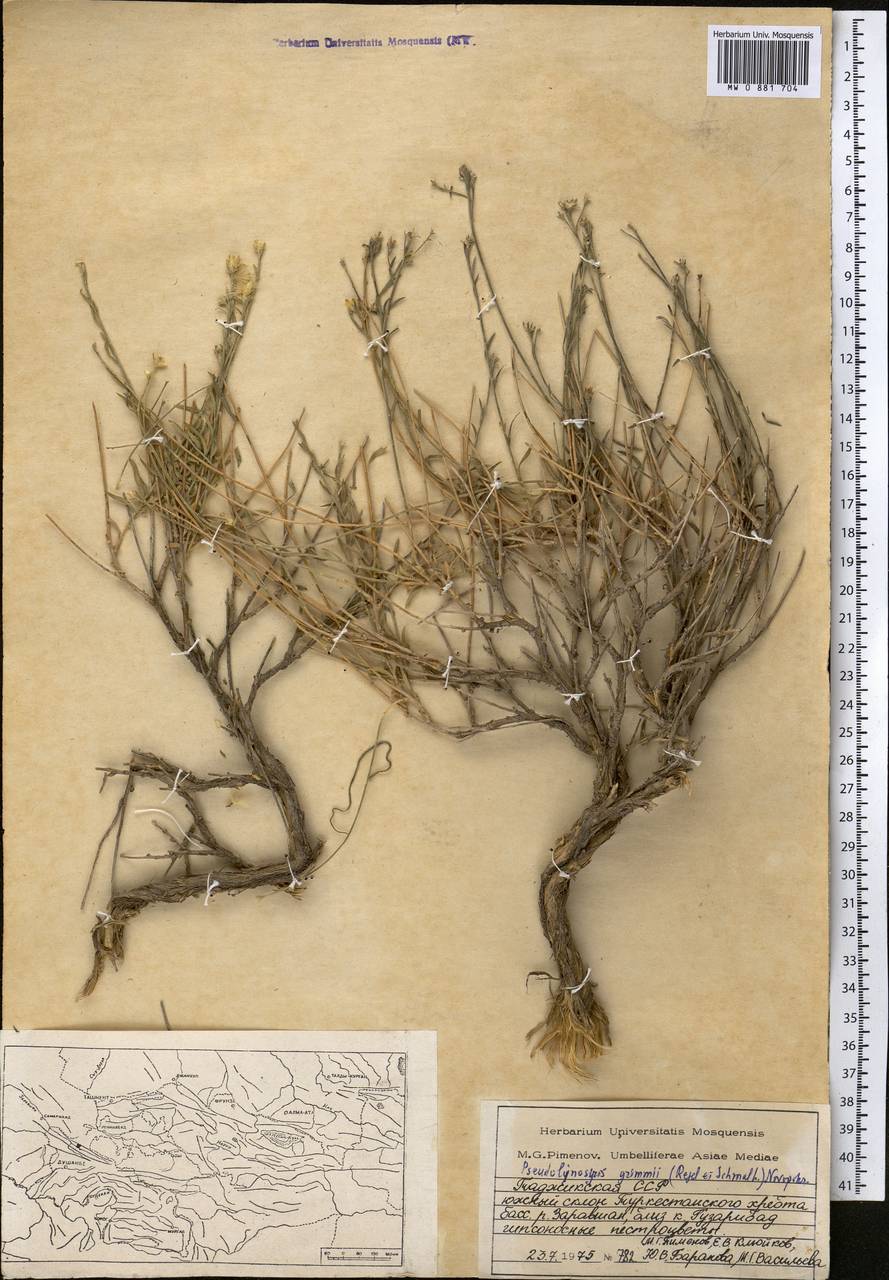 Crinitaria grimmii (Regel & Schmalh.) Grierson, Средняя Азия и Казахстан, Памир и Памиро-Алай (M2) (Таджикистан)