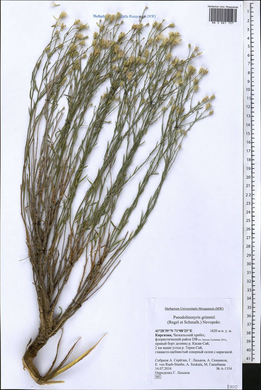 Crinitaria grimmii (Regel & Schmalh.) Grierson, Средняя Азия и Казахстан, Западный Тянь-Шань и Каратау (M3) (Киргизия)