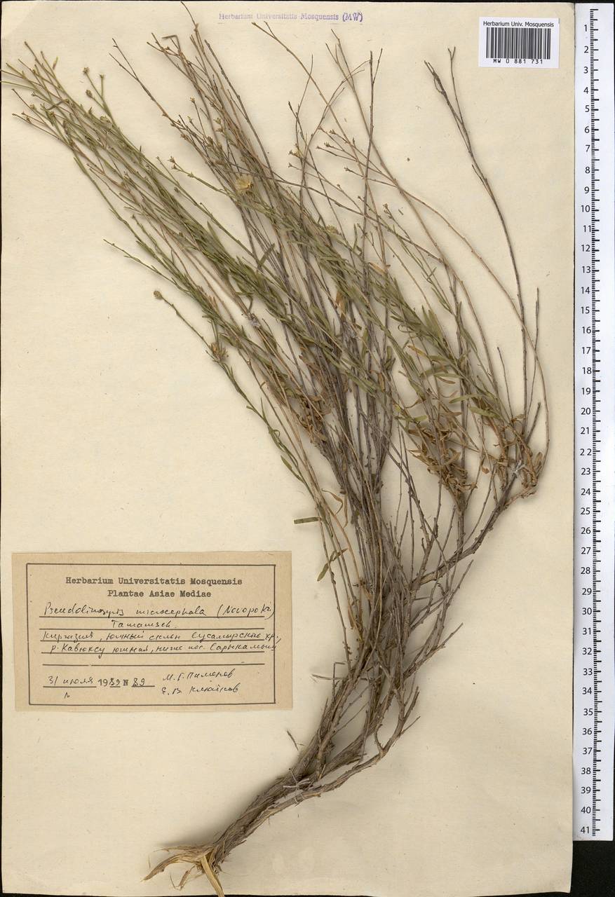 Crinitaria grimmii (Regel & Schmalh.) Grierson, Средняя Азия и Казахстан, Северный и Центральный Тянь-Шань (M4) (Киргизия)