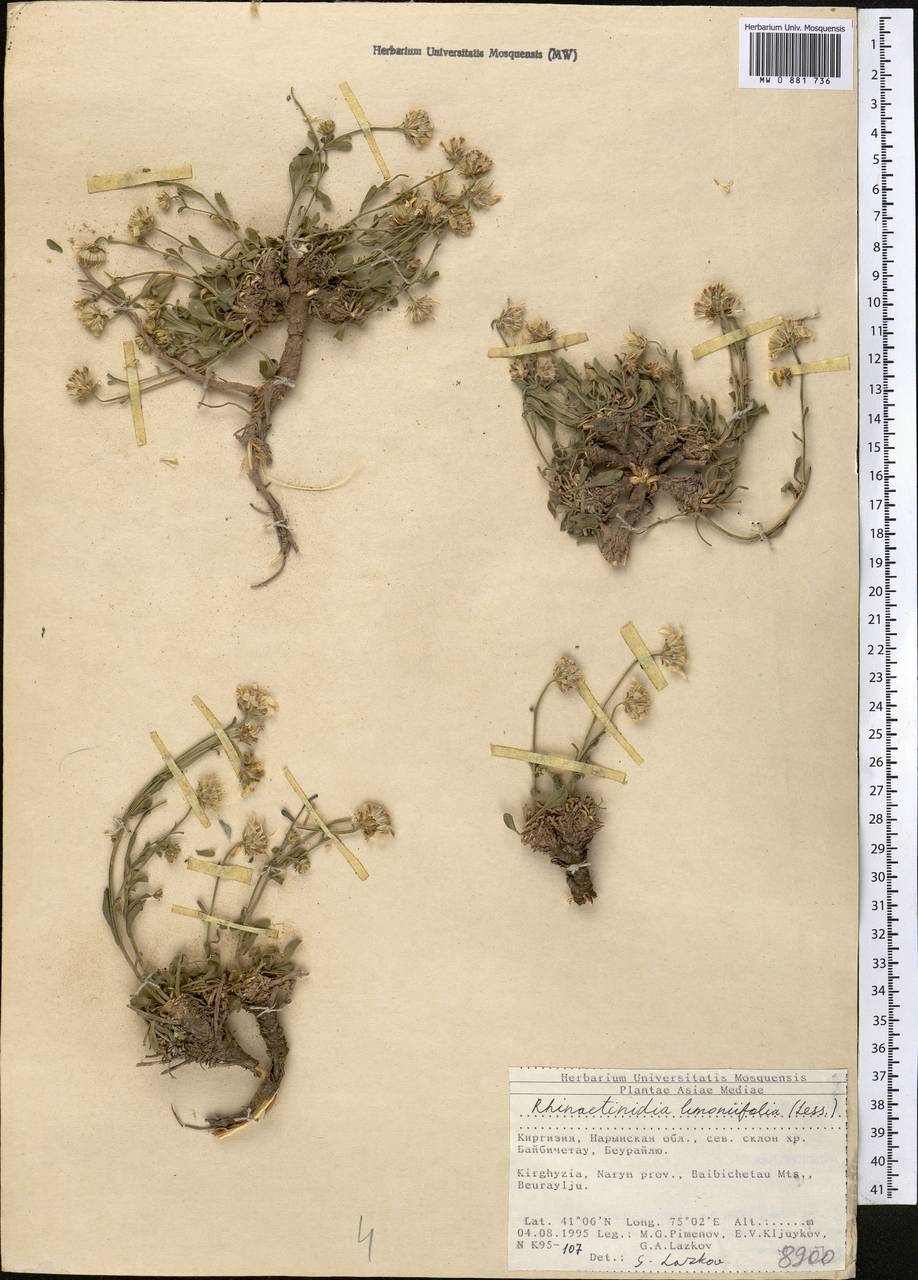 Ринактинидия кермеколистная (Less.) Novopokr. ex Botsch., Средняя Азия и Казахстан, Северный и Центральный Тянь-Шань (M4) (Киргизия)