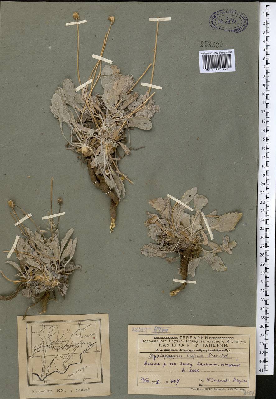 Психрогетон ложно-мелколепестник (Bunge) Novopokr. ex Nevski, Средняя Азия и Казахстан, Памир и Памиро-Алай (M2) (Таджикистан)