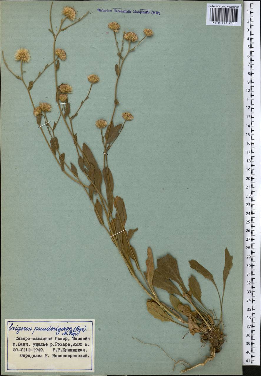 Психрогетон ложно-мелколепестник (Bunge) Novopokr. ex Nevski, Средняя Азия и Казахстан, Памир и Памиро-Алай (M2) (Таджикистан)