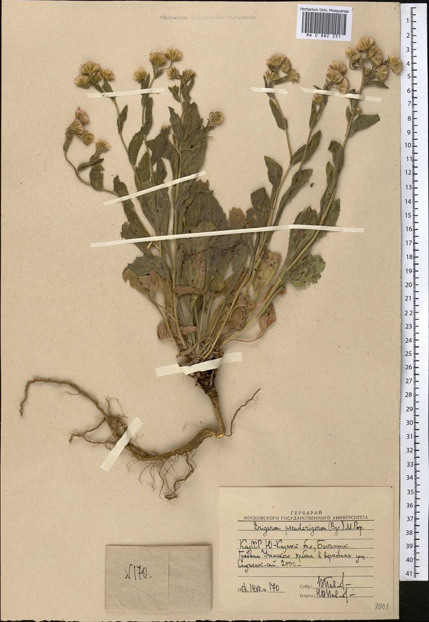 Психрогетон ложно-мелколепестник (Bunge) Novopokr. ex Nevski, Средняя Азия и Казахстан, Западный Тянь-Шань и Каратау (M3) (Узбекистан)