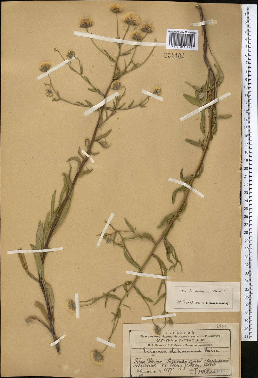 Психрогетон ложно-мелколепестник (Bunge) Novopokr. ex Nevski, Средняя Азия и Казахстан, Западный Тянь-Шань и Каратау (M3) (Казахстан)