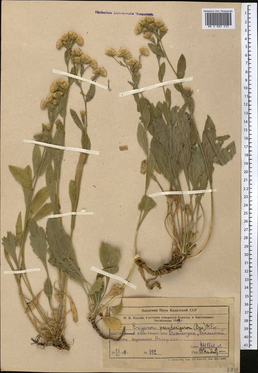 Психрогетон ложно-мелколепестник (Bunge) Novopokr. ex Nevski, Средняя Азия и Казахстан, Западный Тянь-Шань и Каратау (M3) (Узбекистан)