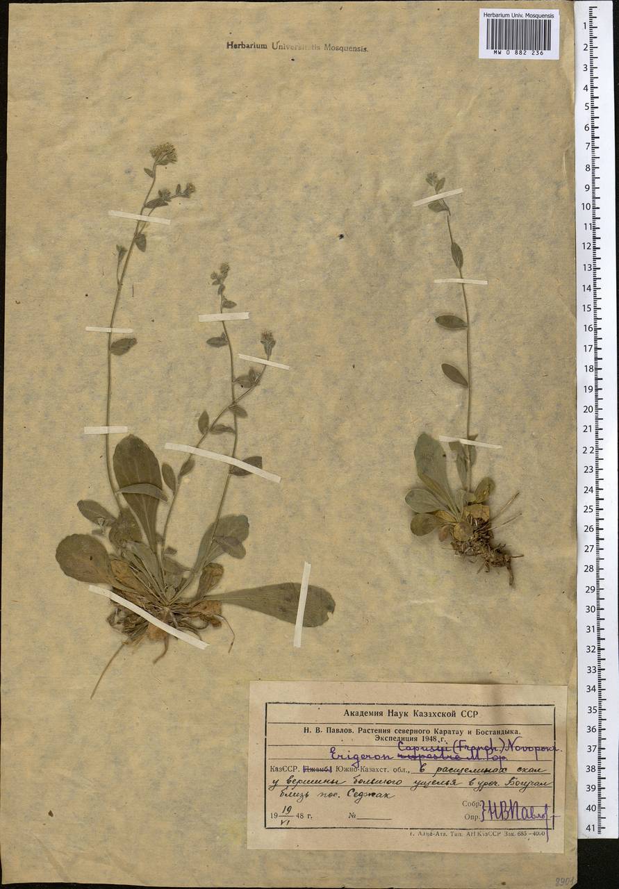 Психрогетон ложно-мелколепестник (Bunge) Novopokr. ex Nevski, Средняя Азия и Казахстан, Западный Тянь-Шань и Каратау (M3) (Узбекистан)