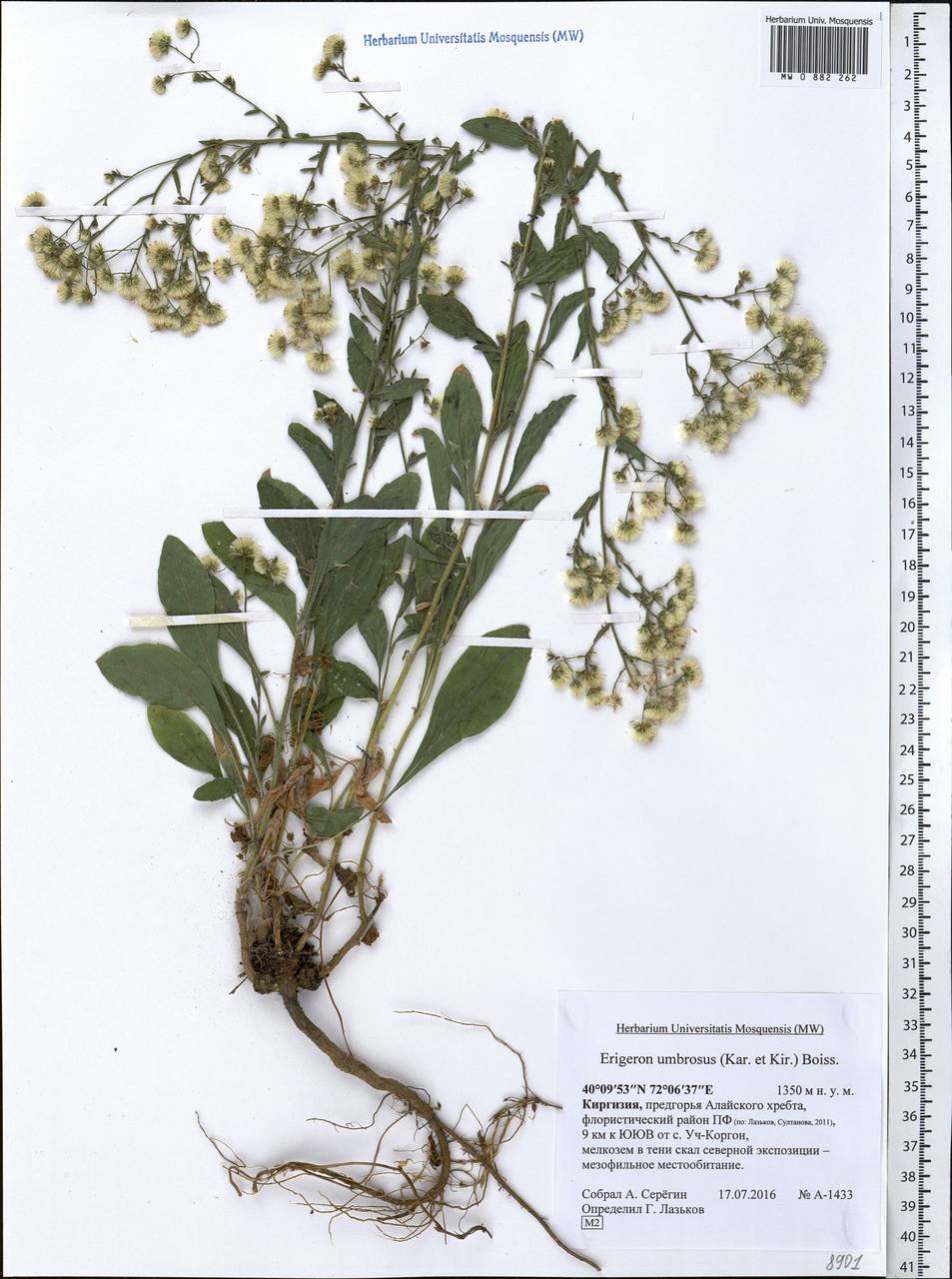 Neobrachyactis roylei (DC.) Brouillet, Средняя Азия и Казахстан, Памир и Памиро-Алай (M2) (Киргизия)