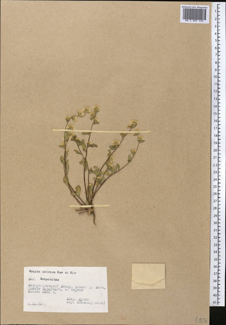 Neobrachyactis roylei (DC.) Brouillet, Средняя Азия и Казахстан, Памир и Памиро-Алай (M2) (Таджикистан)