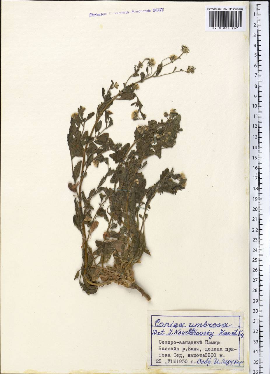 Neobrachyactis roylei (DC.) Brouillet, Средняя Азия и Казахстан, Памир и Памиро-Алай (M2) (Таджикистан)