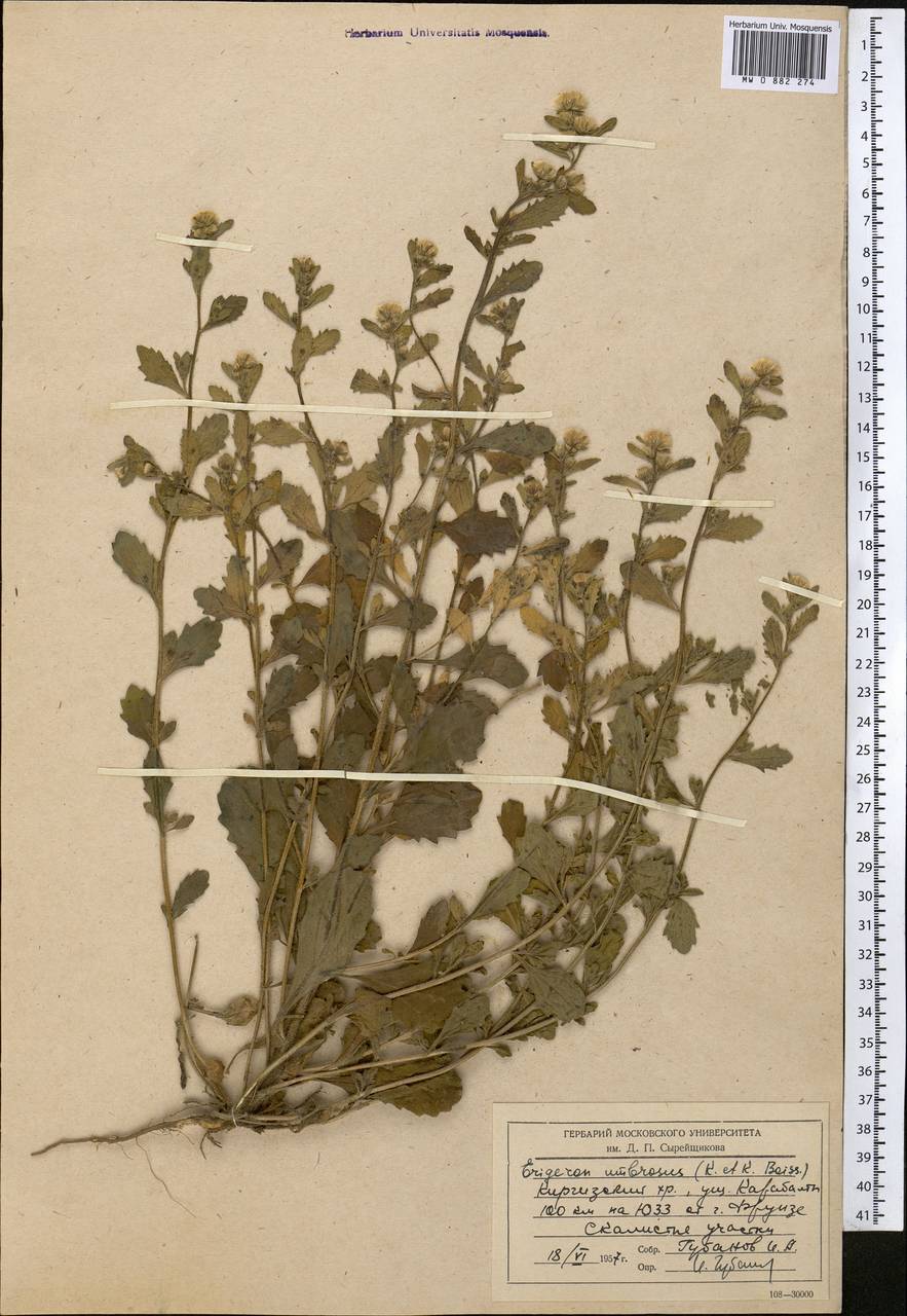 Neobrachyactis roylei (DC.) Brouillet, Средняя Азия и Казахстан, Северный и Центральный Тянь-Шань (M4) (Киргизия)