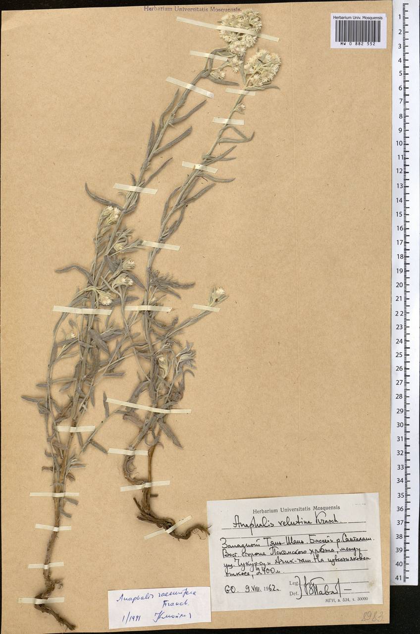 Анафалис кистеносный Franch., Средняя Азия и Казахстан, Западный Тянь-Шань и Каратау (M3) (Киргизия)