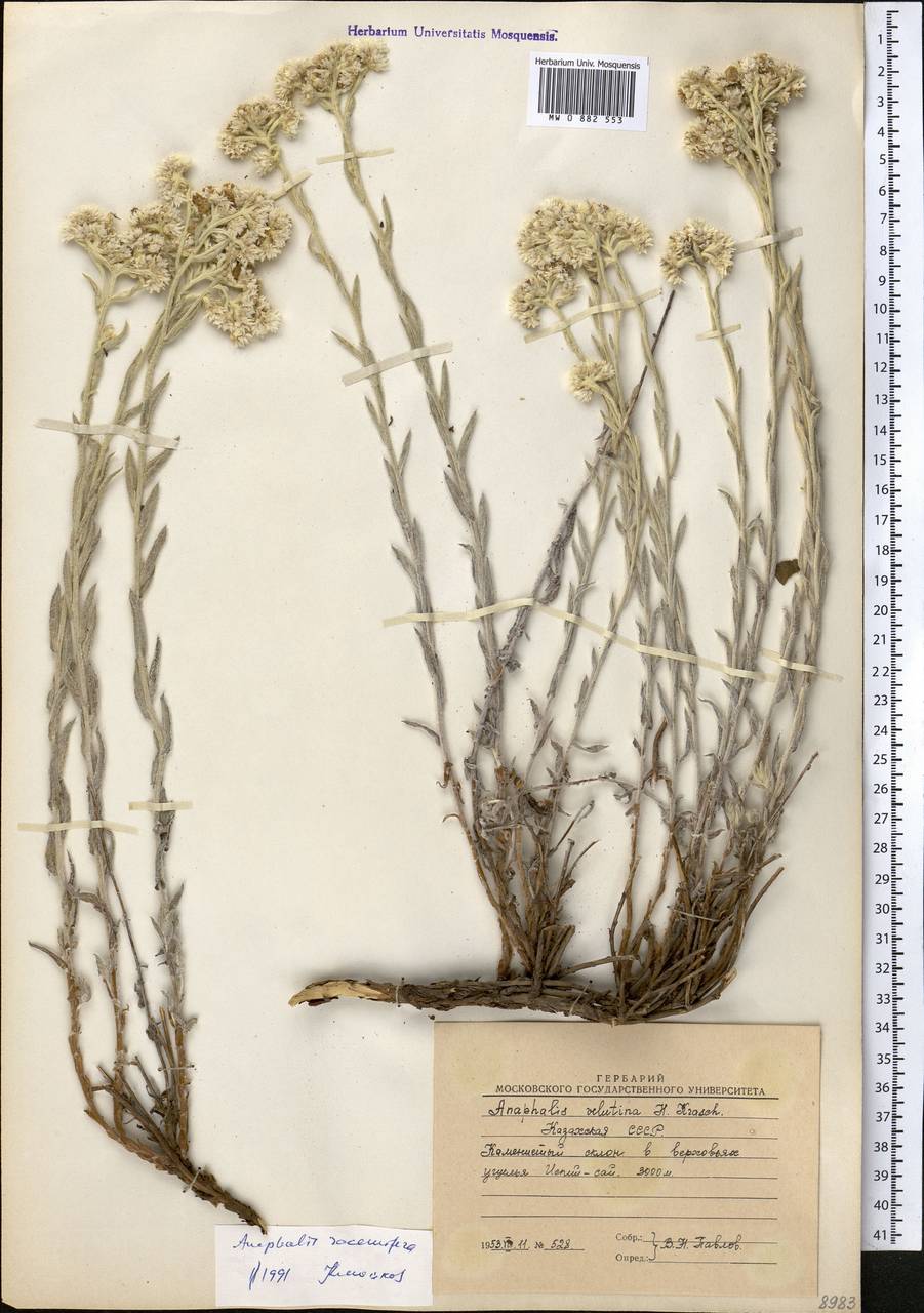 Анафалис кистеносный Franch., Средняя Азия и Казахстан, Западный Тянь-Шань и Каратау (M3) (Узбекистан)