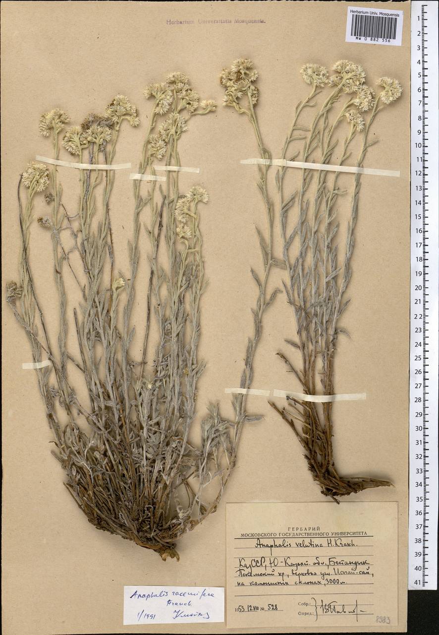 Анафалис кистеносный Franch., Средняя Азия и Казахстан, Западный Тянь-Шань и Каратау (M3) (Узбекистан)